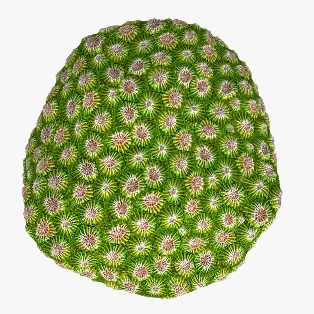 corals sun brain 3D model https://p.turbosquid.com/ts-thumb/ML/8BTIaU/cbM9W4Ht/0114/jpg/1519239200/1920x1080/fit_q87/b38a9c87cc8a7625e32c1596ec01bdd7717b82b9/0114.jpg