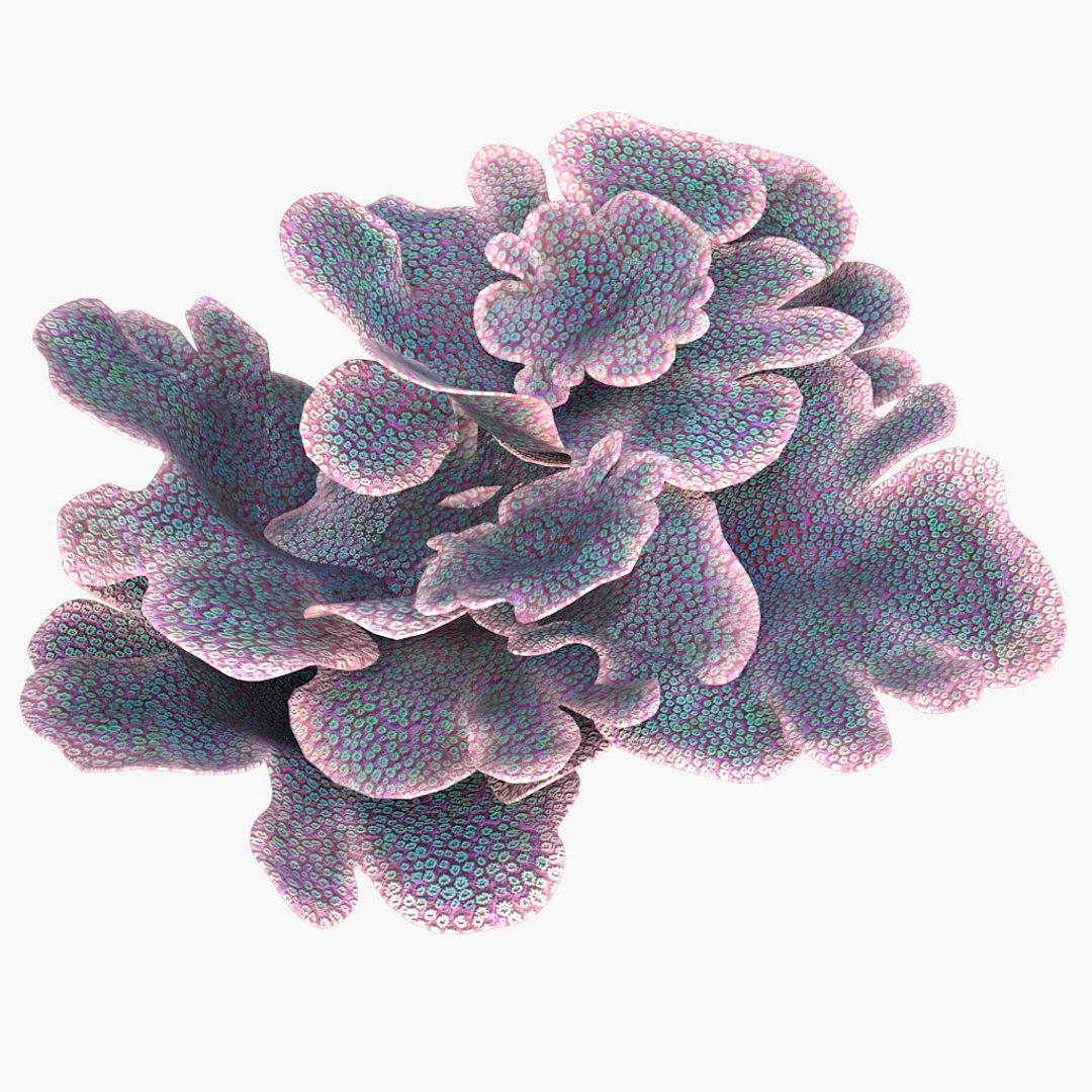 corals sun brain 3D model https://p.turbosquid.com/ts-thumb/ML/8BTIaU/cybMpx4d/0142/jpg/1519239686/1920x1080/fit_q87/0e79d27afcc0ac2d1e32e348f3afb02dbde731c1/0142.jpg