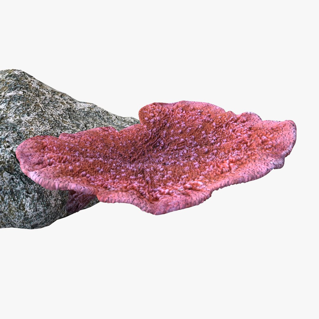 corals sun brain 3D model https://p.turbosquid.com/ts-thumb/ML/8BTIaU/d1SKHR6X/077/jpg/1519238733/1920x1080/fit_q87/781d397808ca82fd1db1181eae7430c98ca491cd/077.jpg