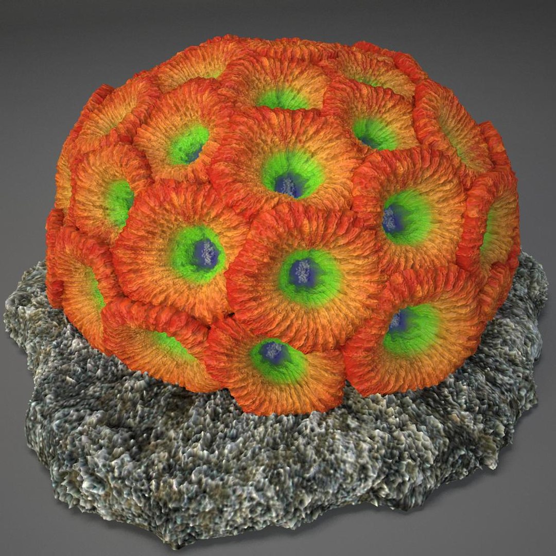 corals sun brain 3D model https://p.turbosquid.com/ts-thumb/ML/8BTIaU/dRmxtdRs/0122/jpg/1519239336/1920x1080/fit_q87/d2aca8f2c10841dea20e6465b7df8dd126d89c43/0122.jpg
