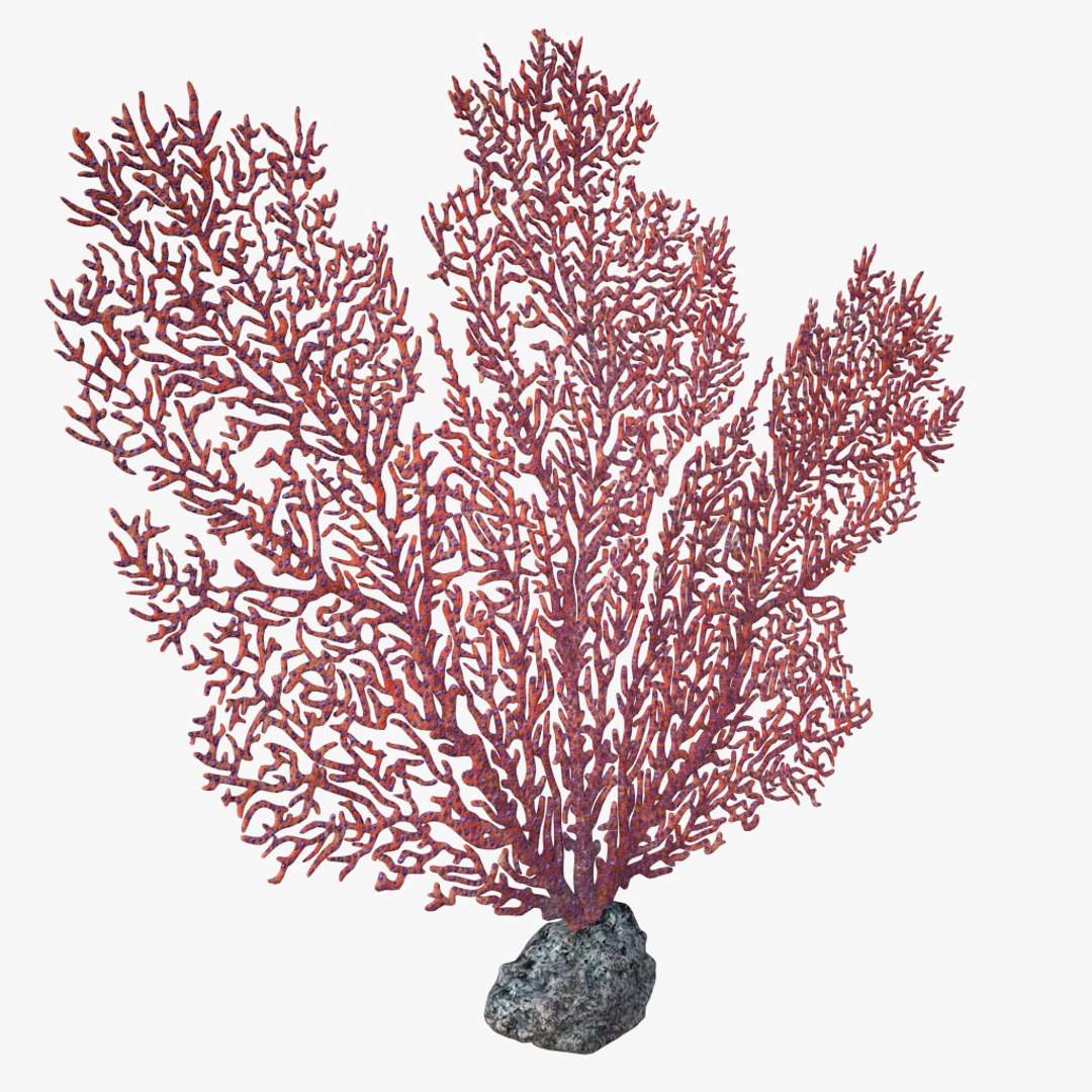 corals sun brain 3D model https://p.turbosquid.com/ts-thumb/ML/8BTIaU/dTcIt5ry/0103/jpg/1519239035/1920x1080/fit_q87/86c793c9d2aee78793291b8def012216802ba6c6/0103.jpg
