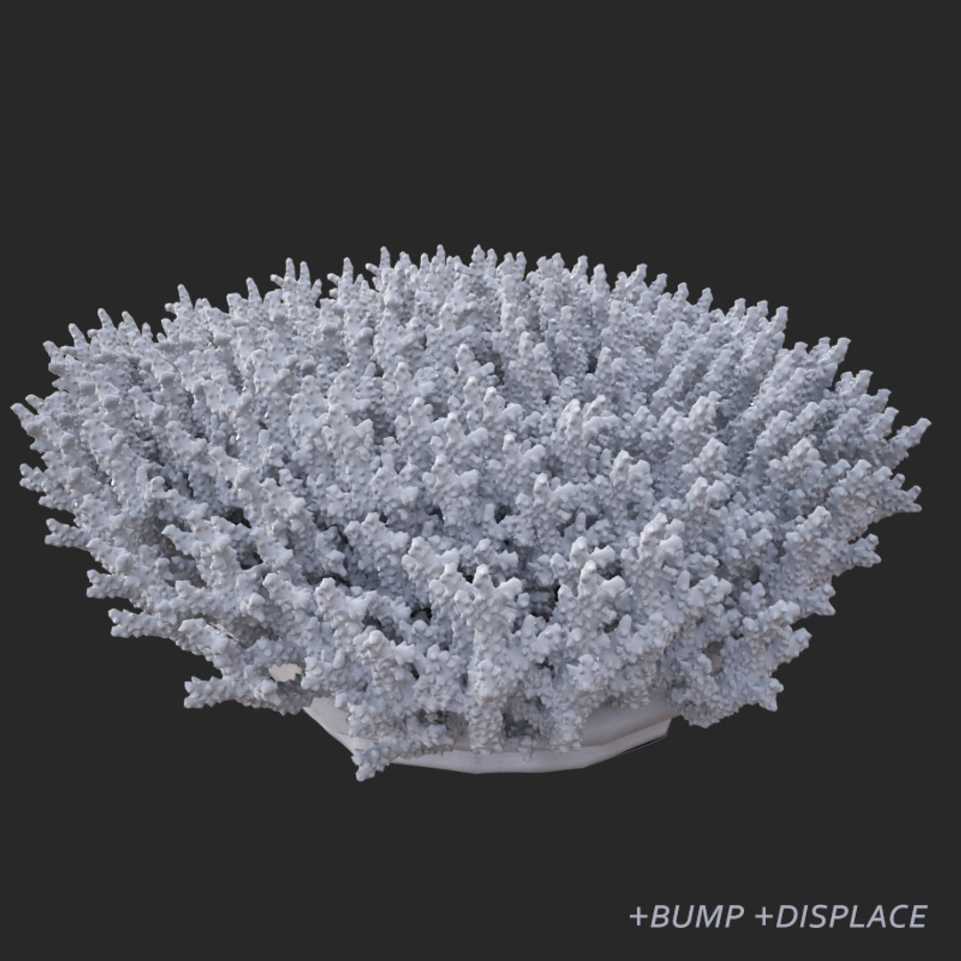 corals sun brain 3D model https://p.turbosquid.com/ts-thumb/ML/8BTIaU/dcO6xkj7/02019/jpg/1519241115/1920x1080/fit_q87/df53a97878bc59593c8a51df0793d2d30630bdcf/02019.jpg
