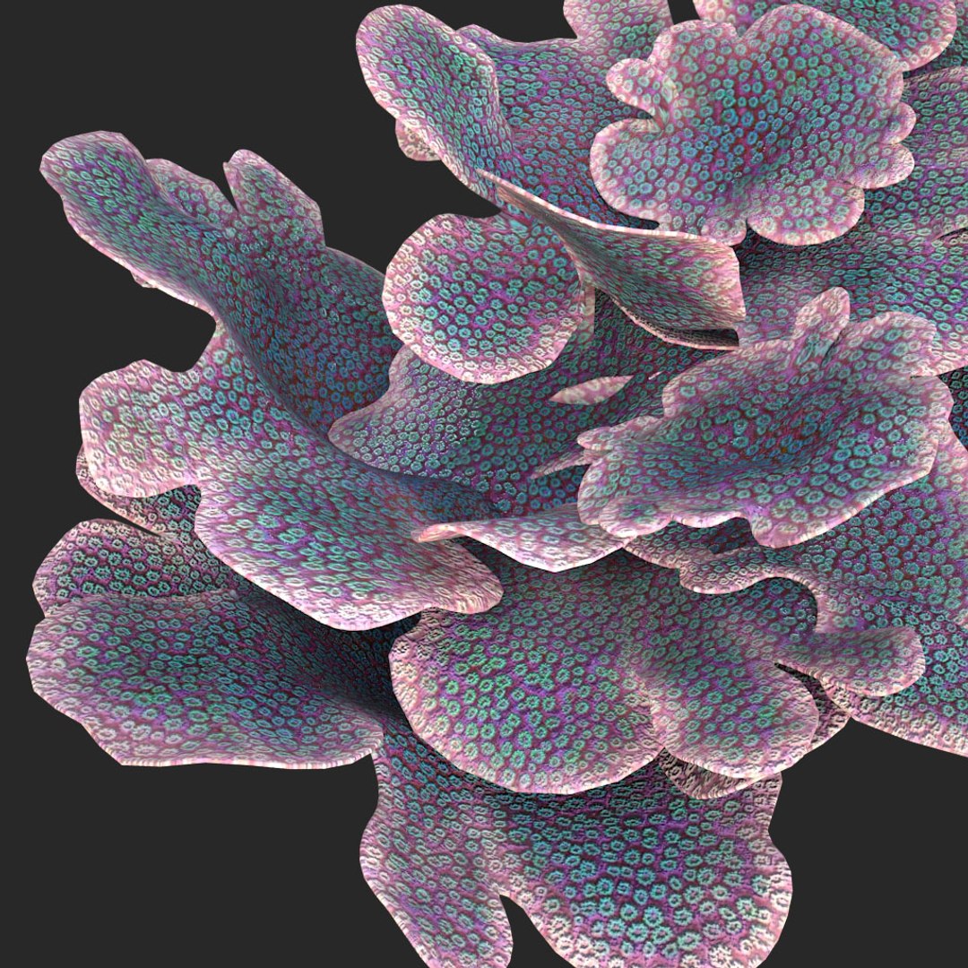 corals sun brain 3D model https://p.turbosquid.com/ts-thumb/ML/8BTIaU/e6r5AoUp/01410/jpg/1519239687/1920x1080/fit_q87/ac89c20c6fd790730e21530c9b60a7de9baf2973/01410.jpg
