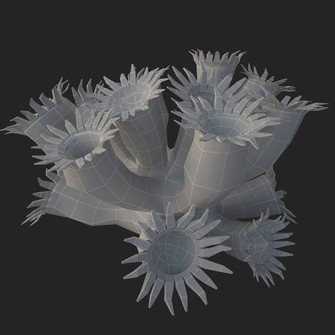 corals sun brain 3D model https://p.turbosquid.com/ts-thumb/ML/8BTIaU/ekA7zepU/0177/jpg/1519240141/1920x1080/fit_q87/bc60c391ca5180486ee5f65d099e74e13a85b62a/0177.jpg