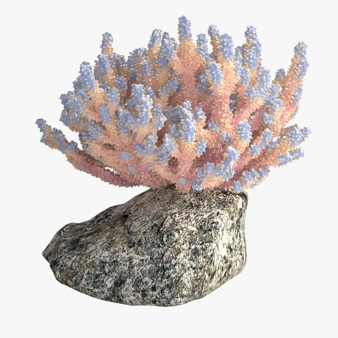 corals sun brain 3D model https://p.turbosquid.com/ts-thumb/ML/8BTIaU/etDUPIEl/045/jpg/1519238311/1920x1080/fit_q87/ab8713bda2f00067cd36115bc4bf046f7906acbb/045.jpg