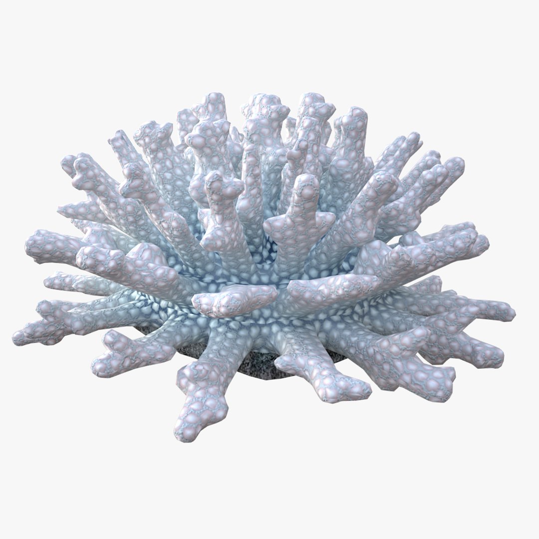 corals sun brain 3D model https://p.turbosquid.com/ts-thumb/ML/8BTIaU/f7VY6nQh/0191/jpg/1519240294/1920x1080/fit_q87/37884eec3f334c04ef99047ecc8cec58c5b49382/0191.jpg