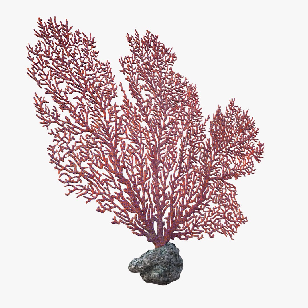corals sun brain 3D model https://p.turbosquid.com/ts-thumb/ML/8BTIaU/gDJRdKId/0104/jpg/1519239035/1920x1080/fit_q87/d21d924a29a9ccb456d36a90566499116c08a600/0104.jpg