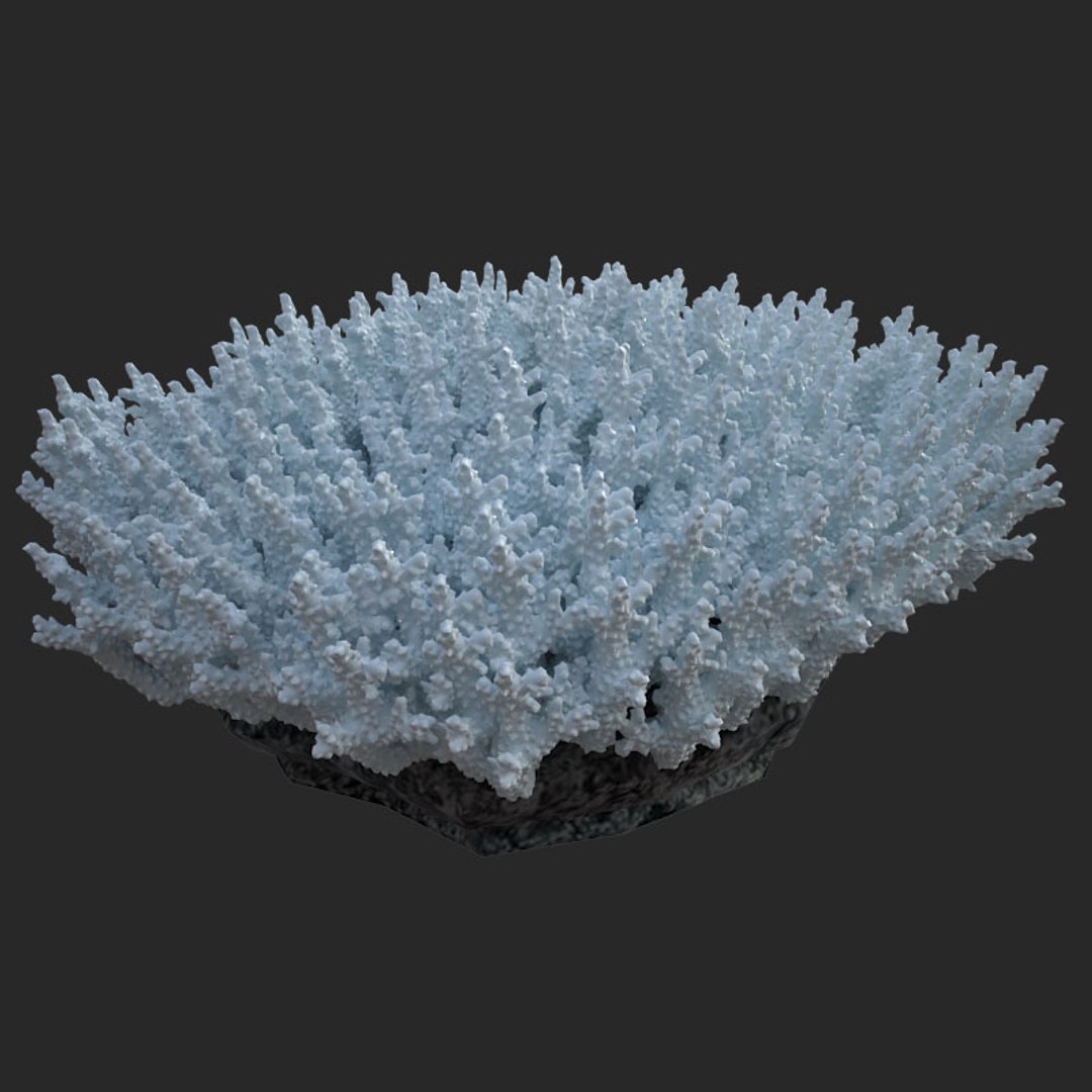 corals sun brain 3D model https://p.turbosquid.com/ts-thumb/ML/8BTIaU/gL62iUcI/02013/jpg/1519241115/1920x1080/fit_q87/b8b98d1ba8e7c4a73bb6ec75b5ae10412592370f/02013.jpg