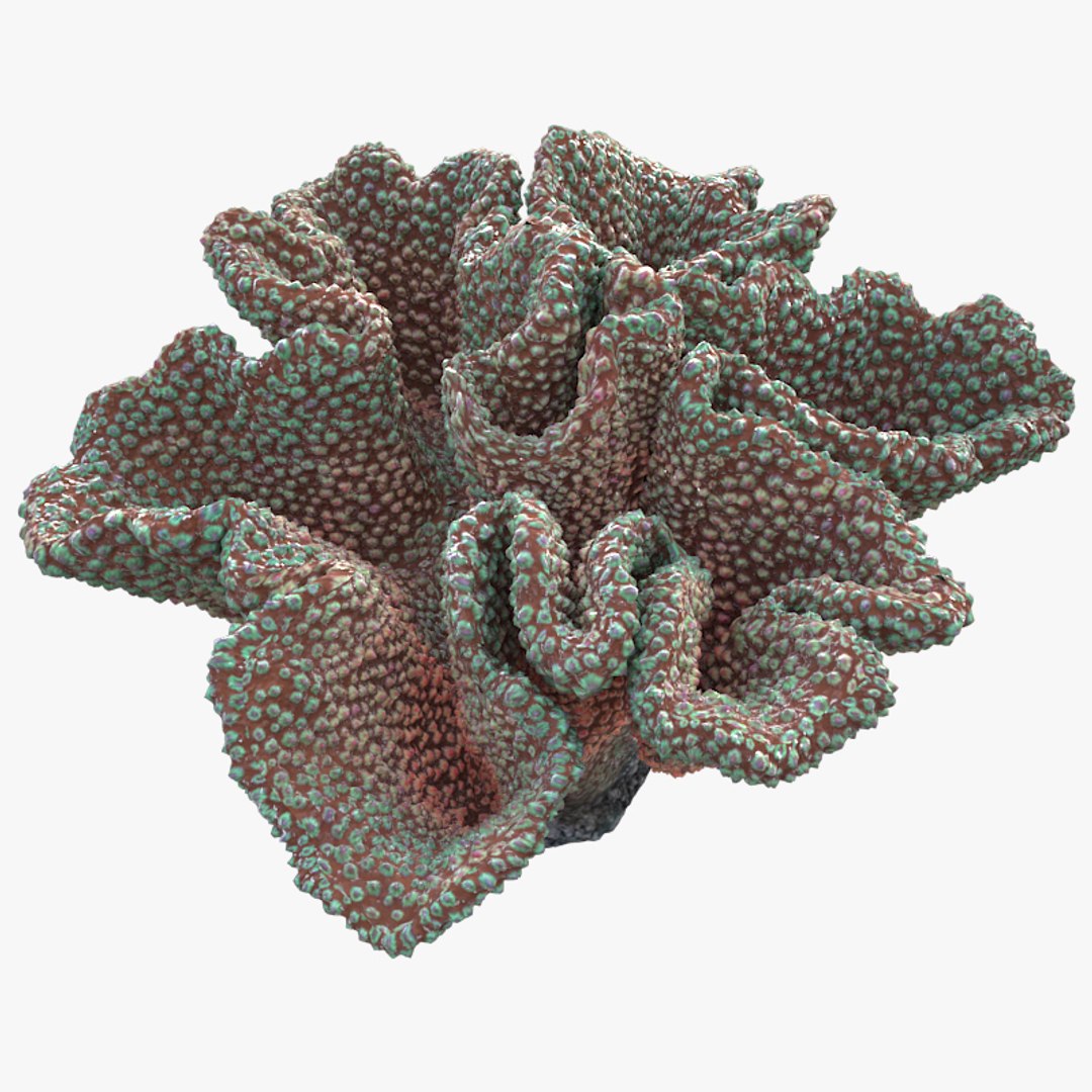 corals sun brain 3D model https://p.turbosquid.com/ts-thumb/ML/8BTIaU/hLvwkTmX/0151/jpg/1519239817/1920x1080/fit_q87/038a23db23efd1301f1625fb5c6856d30f8f4dc4/0151.jpg