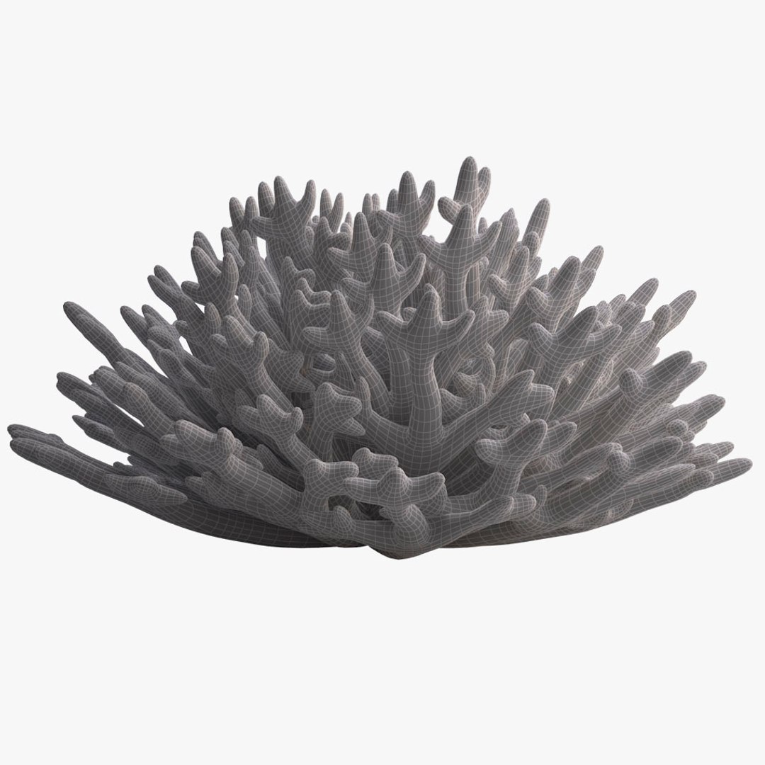 corals sun brain 3D model https://p.turbosquid.com/ts-thumb/ML/8BTIaU/iMnhTv7p/036/jpg/1519238311/1920x1080/fit_q87/e8c05da34ae57df325ed37888f4b627efa02450f/036.jpg