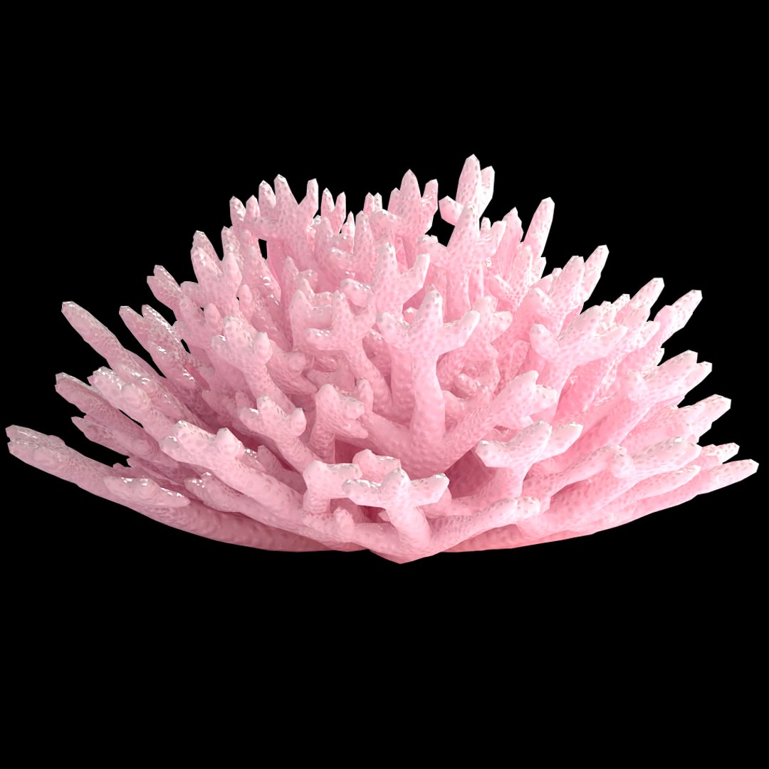 corals sun brain 3D model https://p.turbosquid.com/ts-thumb/ML/8BTIaU/iOvTt9uP/034/jpg/1519238311/1920x1080/fit_q87/1d14f8af70faa5274e80840643edb5ee0abe3233/034.jpg