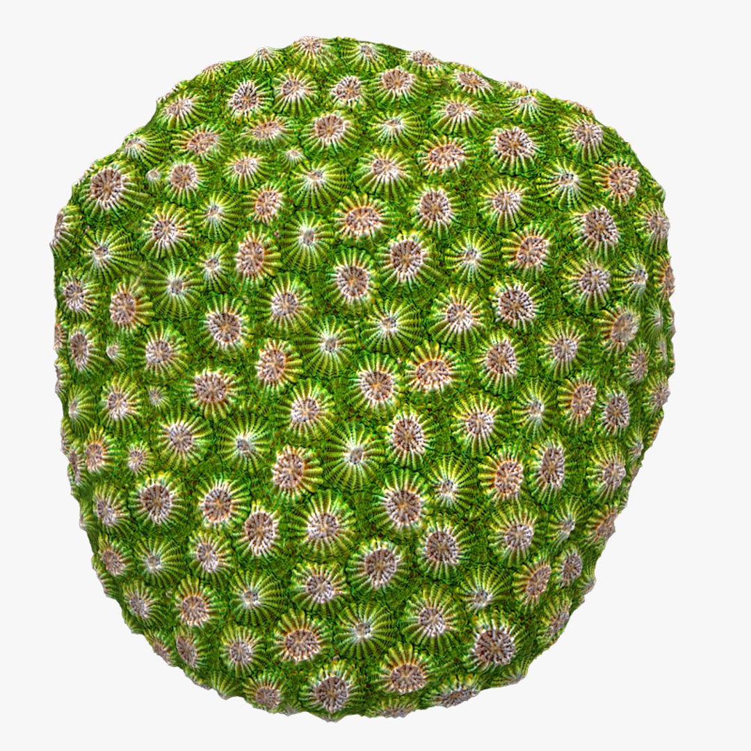 corals sun brain 3D model https://p.turbosquid.com/ts-thumb/ML/8BTIaU/iz6GdRf6/0113/jpg/1519239200/1920x1080/fit_q87/e9f8755a71ac5f1492fc68c1799d7994eaddb1fc/0113.jpg