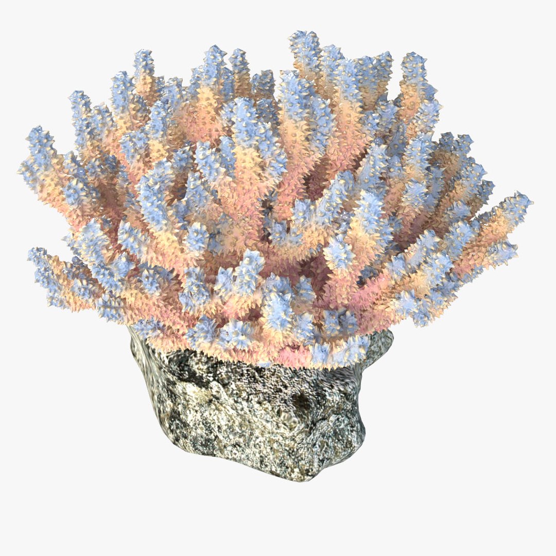 corals sun brain 3D model https://p.turbosquid.com/ts-thumb/ML/8BTIaU/j1Ne2dNN/043/jpg/1519238311/1920x1080/fit_q87/128bbdbf58caf326a3be18f8e28176ba00f7c409/043.jpg