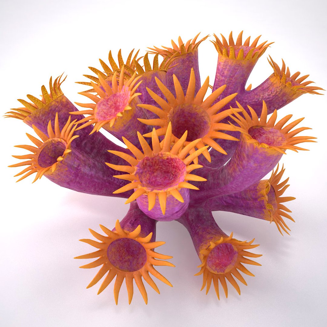 corals sun brain 3D model https://p.turbosquid.com/ts-thumb/ML/8BTIaU/jJW2pIcU/0172/jpg/1519240141/1920x1080/fit_q87/f0ccdde8453220bf33d6db2907356b03edcfcc75/0172.jpg