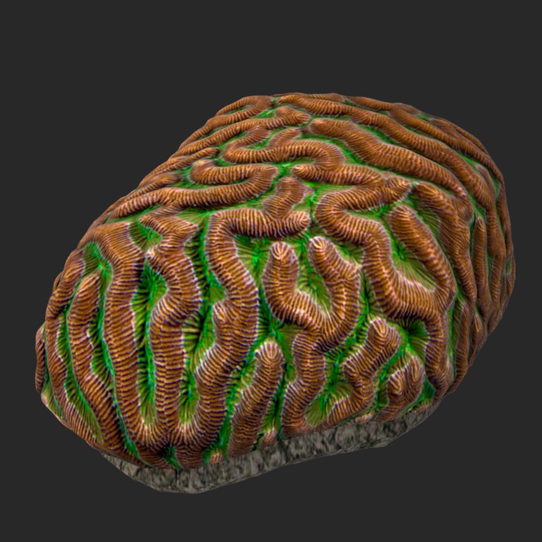 corals sun brain 3D model https://p.turbosquid.com/ts-thumb/ML/8BTIaU/jjn0L2yn/027/jpg/1519238208/1920x1080/fit_q87/4c41864ebe1fbb0b5858accbb619fab964c9c601/027.jpg
