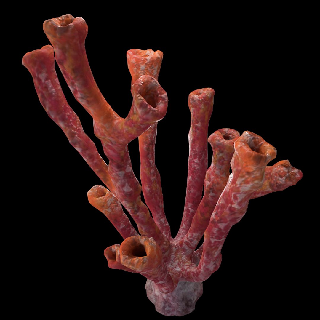 corals sun brain 3D model https://p.turbosquid.com/ts-thumb/ML/8BTIaU/laXHmKyd/084/jpg/1519238830/1920x1080/fit_q87/173d4a81b7ba303d7abb7b2414910880c17ddc5b/084.jpg