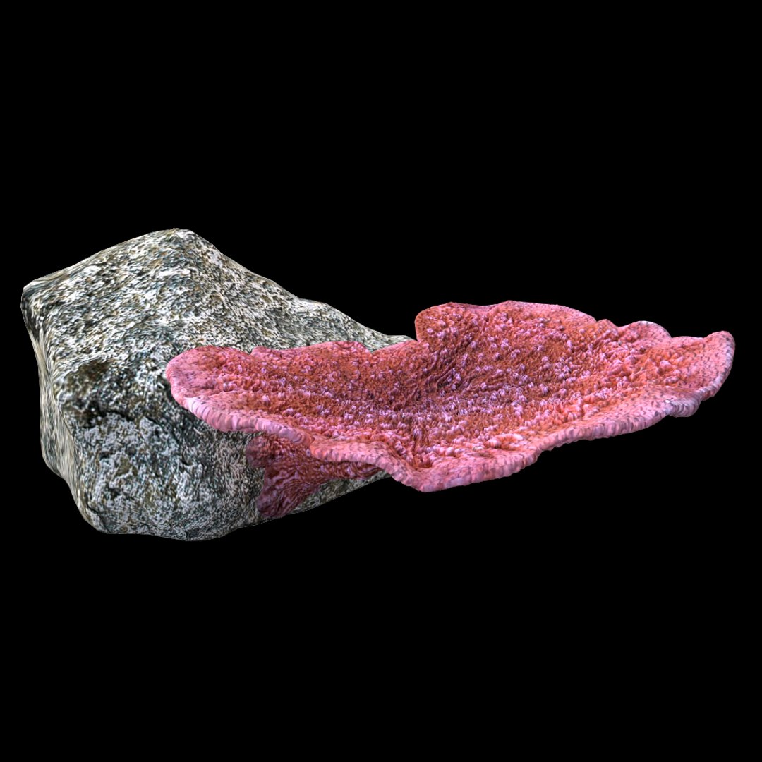 corals sun brain 3D model https://p.turbosquid.com/ts-thumb/ML/8BTIaU/lrtVSOxj/073/jpg/1519238733/1920x1080/fit_q87/ca3e3bf6cef62060898514e513dda68e3fa2c05b/073.jpg