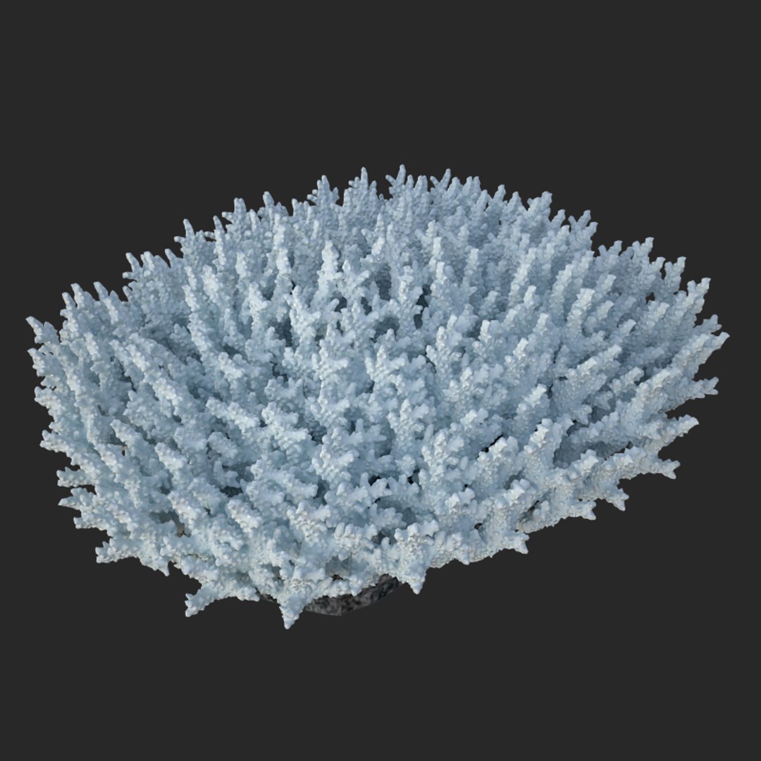 corals sun brain 3D model https://p.turbosquid.com/ts-thumb/ML/8BTIaU/m4MS7lrS/0209/jpg/1519241115/1920x1080/fit_q87/ad9b8fe0bdb42b647c3c1ca5880bc6ddc1da47bd/0209.jpg