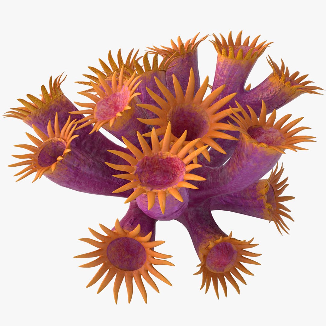 corals sun brain 3D model https://p.turbosquid.com/ts-thumb/ML/8BTIaU/mflsCnl2/0171/jpg/1519240141/1920x1080/fit_q87/0b2ecfa639e0ee909d6fcfaf5619ec09b13347bb/0171.jpg