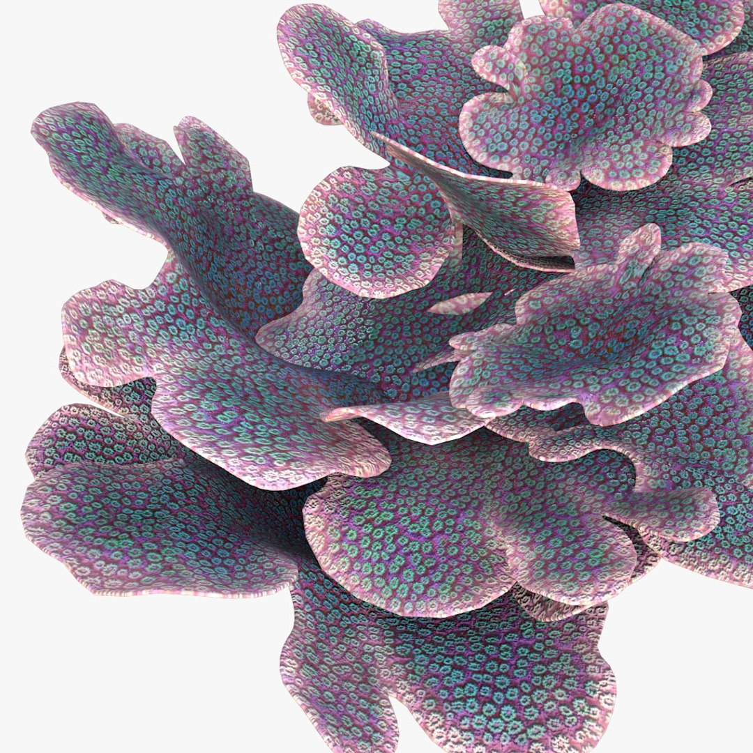 corals sun brain 3D model https://p.turbosquid.com/ts-thumb/ML/8BTIaU/mhrbuRwn/0145/jpg/1519239686/1920x1080/fit_q87/f7205dcc8b0582360b01871824ce4c61f961a5bd/0145.jpg