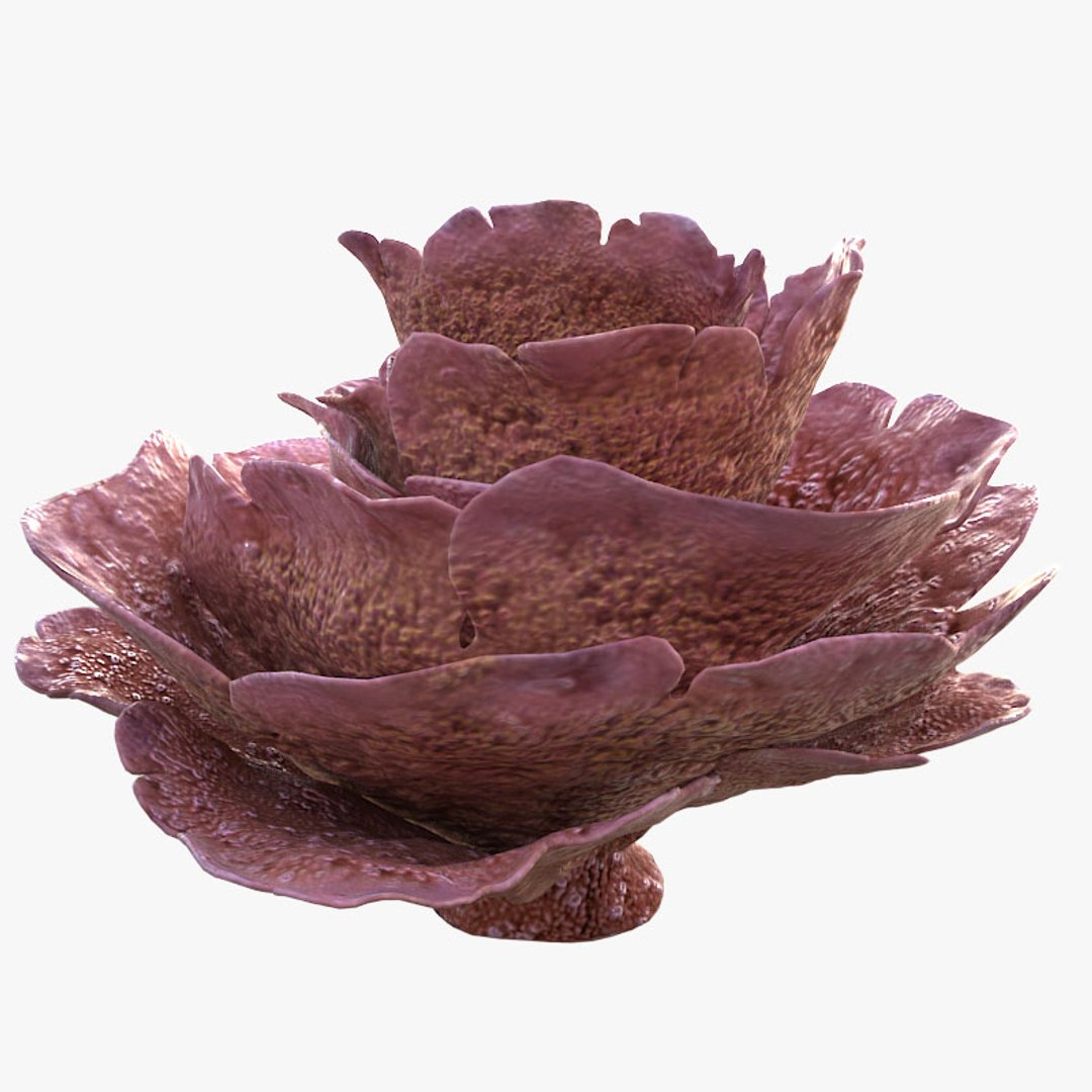 corals sun brain 3D model https://p.turbosquid.com/ts-thumb/ML/8BTIaU/nTwd4BO4/0162/jpg/1519239914/1920x1080/fit_q87/dabce0c946428a4969c7c339f5c1883adbfcbe1c/0162.jpg