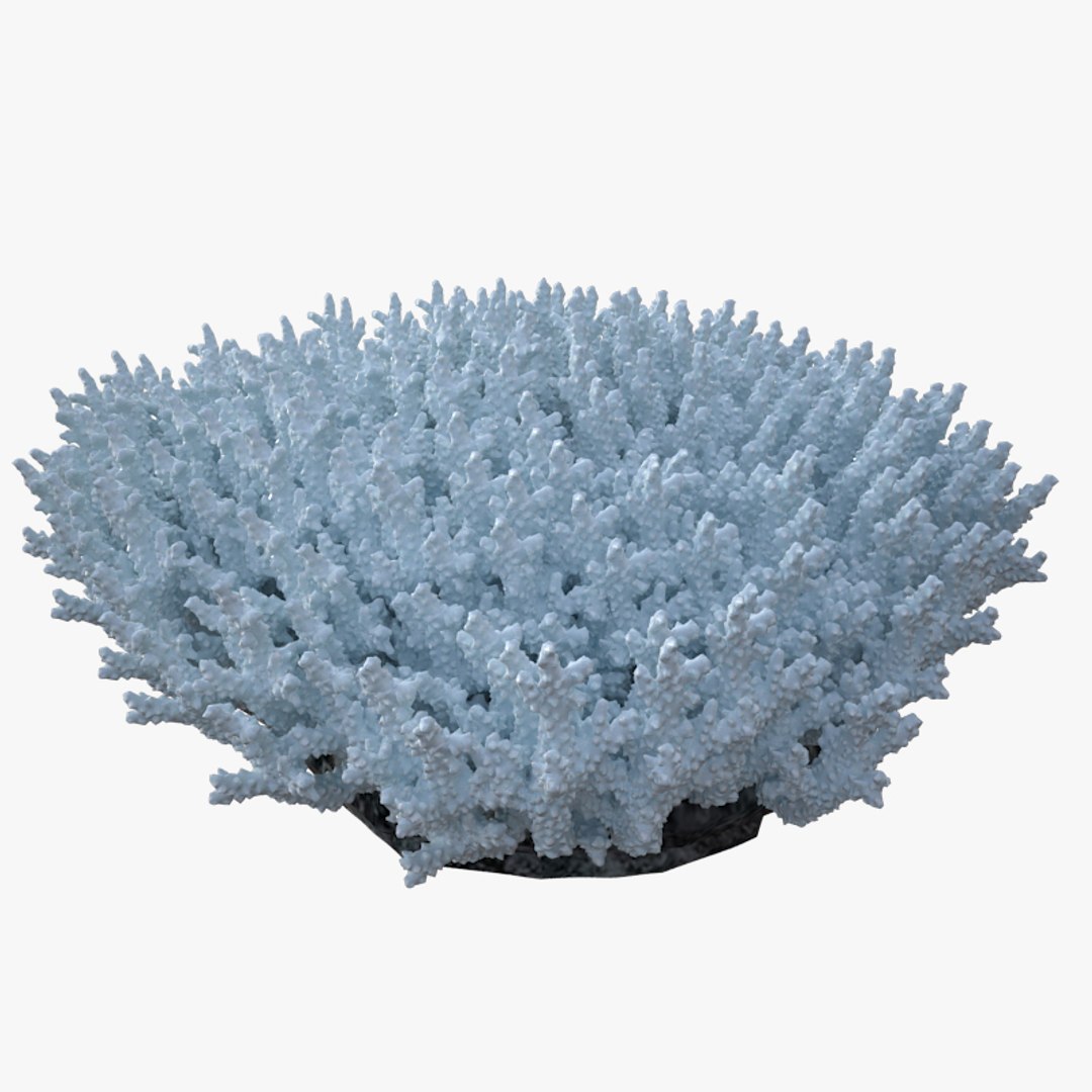 corals sun brain 3D model https://p.turbosquid.com/ts-thumb/ML/8BTIaU/o8xtaTYR/0201/jpg/1519241114/1920x1080/fit_q87/6f060f29b91b04dbb77bb64a358790d076d111a5/0201.jpg