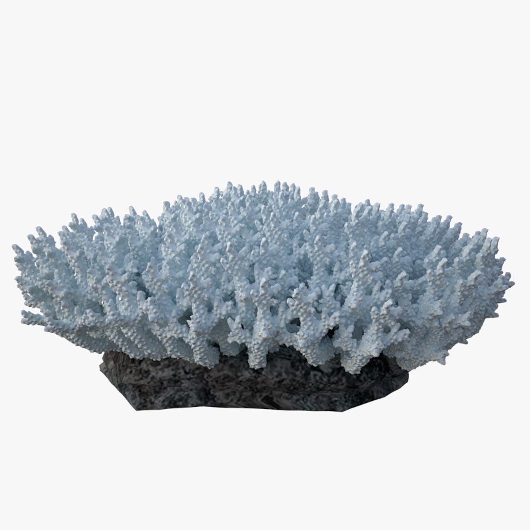 corals sun brain 3D model https://p.turbosquid.com/ts-thumb/ML/8BTIaU/oMLJPGri/0205/jpg/1519241114/1920x1080/fit_q87/d9df27c031dd99e2e0b94e60cd609eb79cfba8eb/0205.jpg