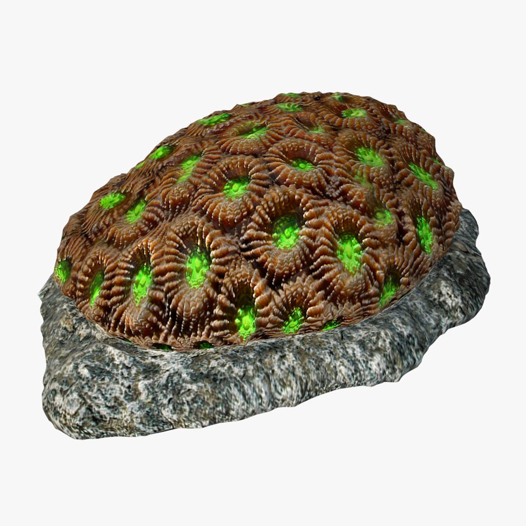 corals sun brain 3D model https://p.turbosquid.com/ts-thumb/ML/8BTIaU/odJIVDFj/0133/jpg/1519239586/1920x1080/fit_q87/0e3d5139ad9f009931ea69b8fd599d3cfb4d9f4c/0133.jpg