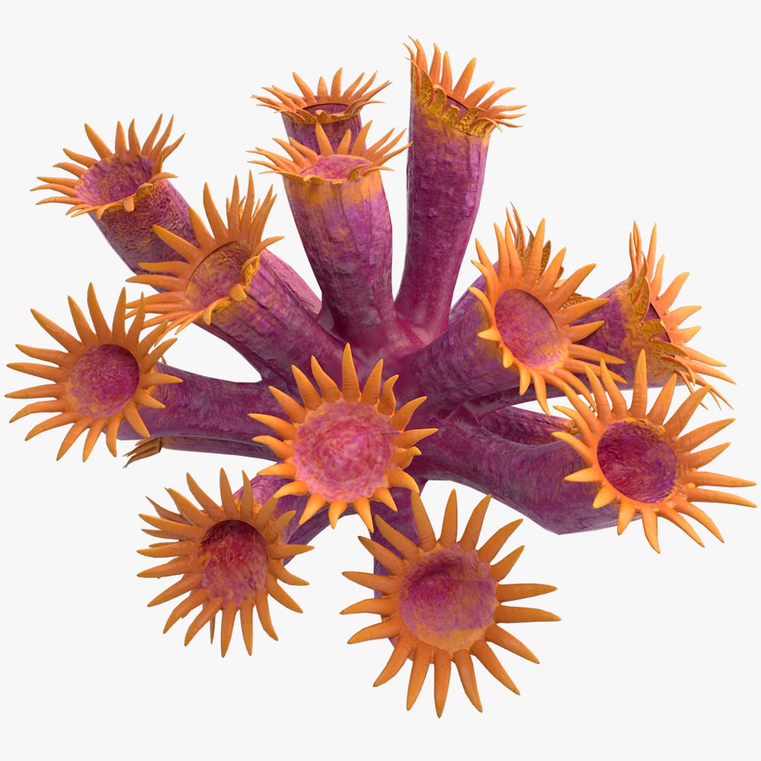 corals sun brain 3D model https://p.turbosquid.com/ts-thumb/ML/8BTIaU/og26Ch2E/0175/jpg/1519240141/1920x1080/fit_q87/1d708d789745372f135bf991b7cb190ccbff62aa/0175.jpg