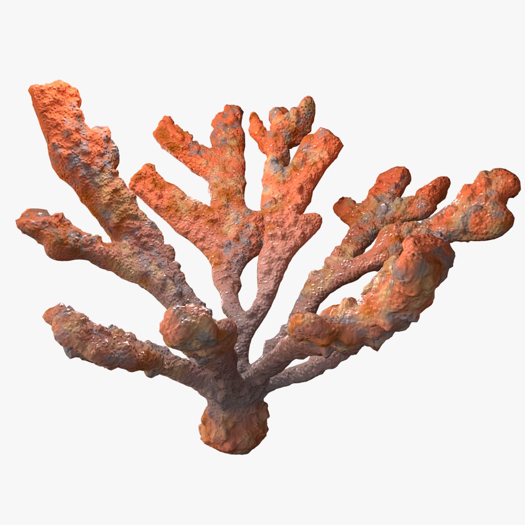 corals sun brain 3D model https://p.turbosquid.com/ts-thumb/ML/8BTIaU/pdBqXoGW/064/jpg/1519238634/1920x1080/fit_q87/bfccc858b2b881dbbfa315e89495376f8e0d06cf/064.jpg
