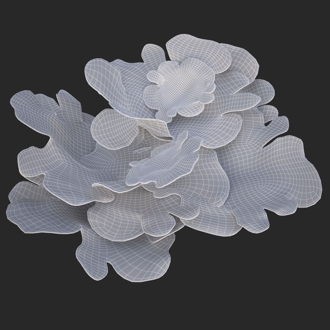 corals sun brain 3D model https://p.turbosquid.com/ts-thumb/ML/8BTIaU/qQRZQ9d6/01412/jpg/1519239687/1920x1080/fit_q87/028e169c7b4c1f8d96ba2db4b46eeefe91538f34/01412.jpg