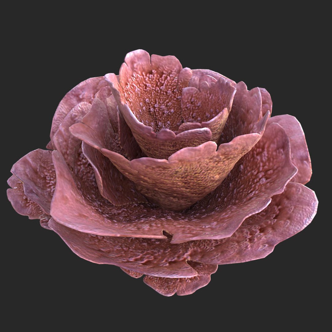 corals sun brain 3D model https://p.turbosquid.com/ts-thumb/ML/8BTIaU/qRyHFCzl/0168/jpg/1519239914/1920x1080/fit_q87/fc600a348f14fbee828d3b0ec792906c00f6f529/0168.jpg