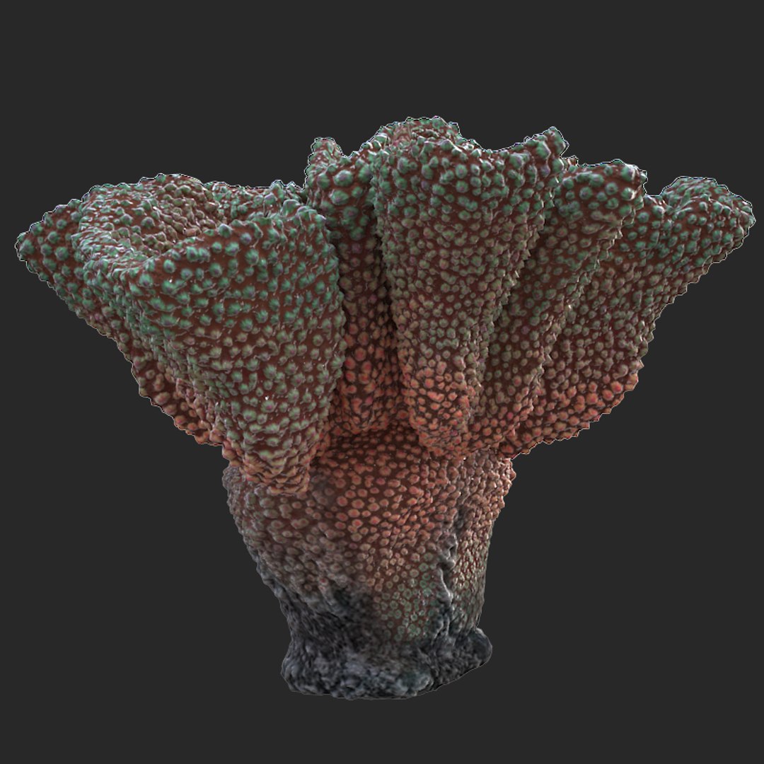 corals sun brain 3D model https://p.turbosquid.com/ts-thumb/ML/8BTIaU/rPKS42Py/0157/jpg/1519239817/1920x1080/fit_q87/cbb19d98f5b4f5dea735ef66dac979236bcd0e98/0157.jpg