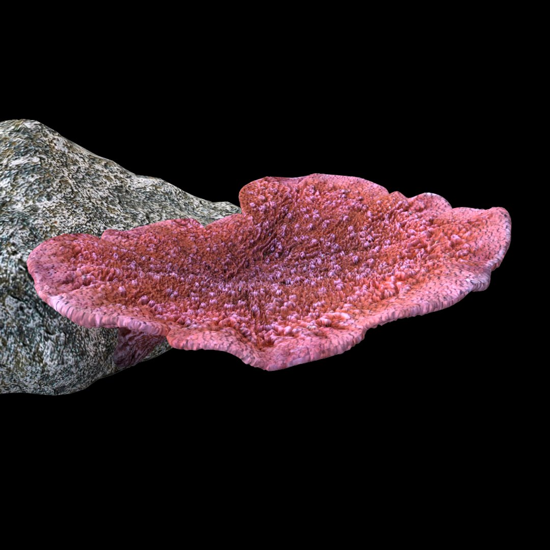 corals sun brain 3D model https://p.turbosquid.com/ts-thumb/ML/8BTIaU/rp3LBq6e/078/jpg/1519238733/1920x1080/fit_q87/61da4c1677278e64c0639fd37440e50f41fb01b6/078.jpg