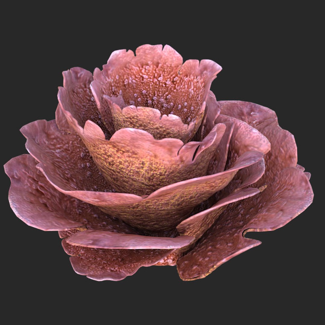 corals sun brain 3D model https://p.turbosquid.com/ts-thumb/ML/8BTIaU/syGft12J/01610/jpg/1519239914/1920x1080/fit_q87/3f780cd46d2eb24d5a037a002367c28f2eaaee04/01610.jpg