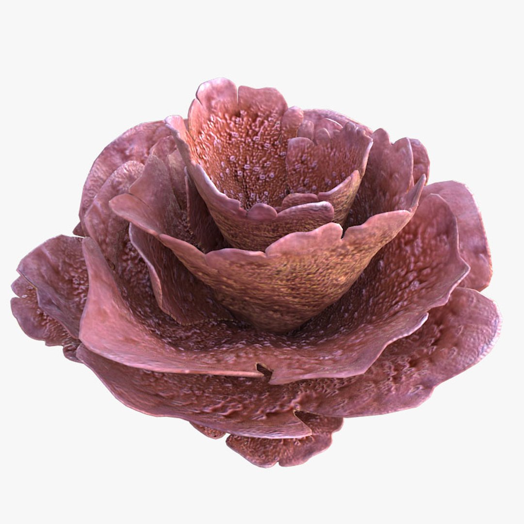 corals sun brain 3D model https://p.turbosquid.com/ts-thumb/ML/8BTIaU/t94HmLh5/0161/jpg/1519239914/1920x1080/fit_q87/bec899e8497522f3ff8ce608e4fb5cf30d2c9496/0161.jpg