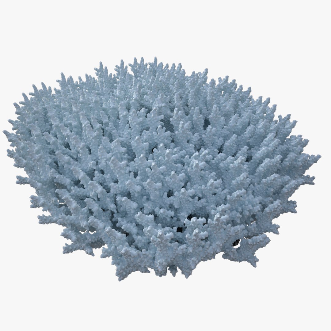 corals sun brain 3D model https://p.turbosquid.com/ts-thumb/ML/8BTIaU/te3pAxmg/0204/jpg/1519241114/1920x1080/fit_q87/9176c9b90b42fa908490e74c2fc8e2e630a5af01/0204.jpg