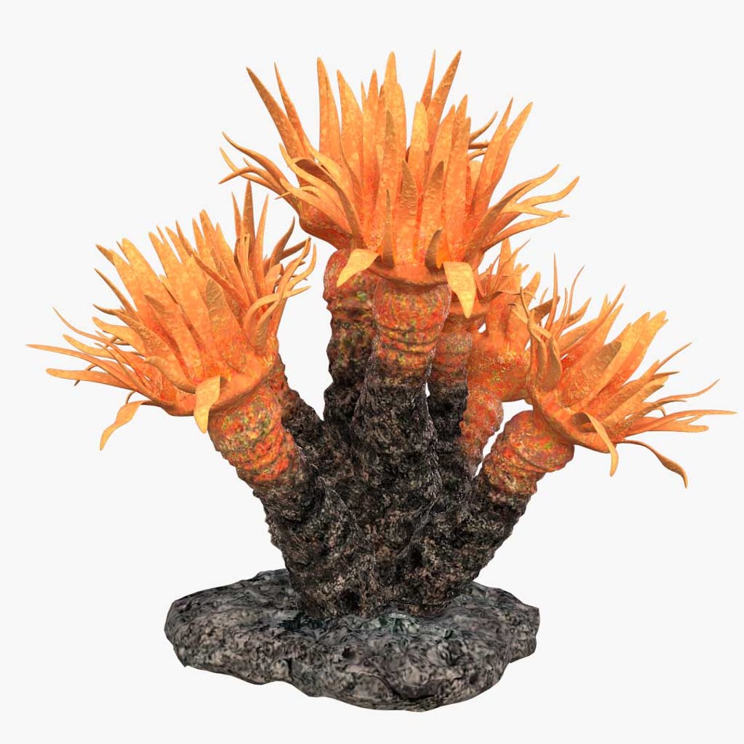 corals sun brain 3D model https://p.turbosquid.com/ts-thumb/ML/8BTIaU/tjgZePmm/0182/jpg/1519240219/1920x1080/fit_q87/1507896ad69fcef742e565001bc0f19513577fa1/0182.jpg
