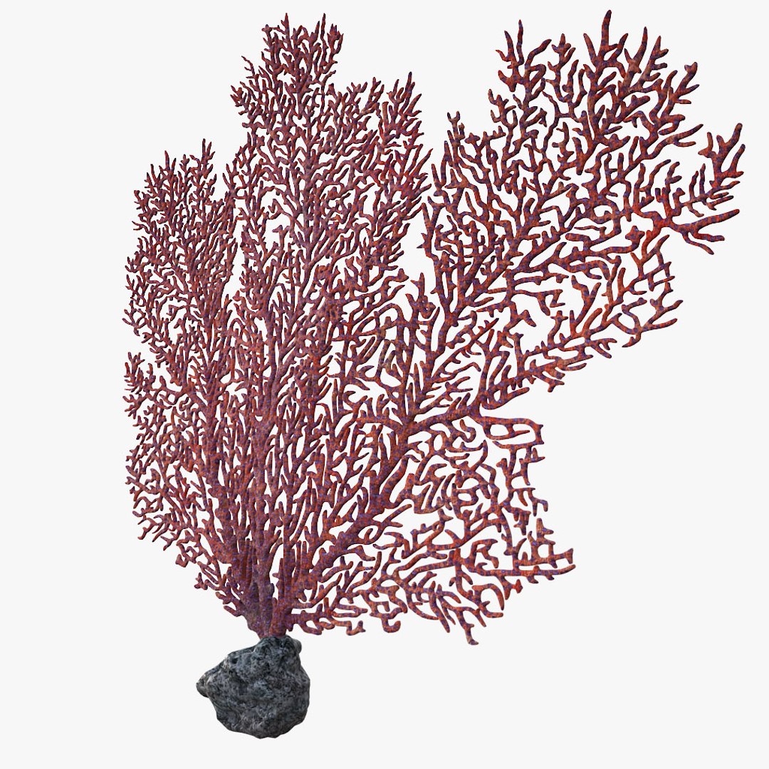 corals sun brain 3D model https://p.turbosquid.com/ts-thumb/ML/8BTIaU/uRIH2pfX/0105/jpg/1519239035/1920x1080/fit_q87/03f57b82736af0e9fa20aa6b58e04efb7ec73739/0105.jpg