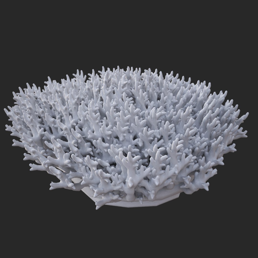 corals sun brain 3D model https://p.turbosquid.com/ts-thumb/ML/8BTIaU/ukaaQnuc/02017/jpg/1519241115/1920x1080/fit_q87/6a59cfb7683196b2559361921ca72b9ee7310317/02017.jpg