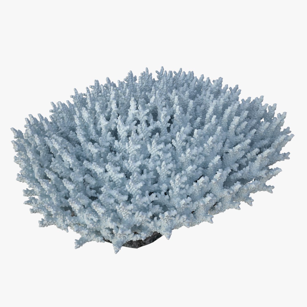 corals sun brain 3D model https://p.turbosquid.com/ts-thumb/ML/8BTIaU/vafdYt1j/0202/jpg/1519241114/1920x1080/fit_q87/73dd22ee0104224892c6687a5590083c7802745f/0202.jpg