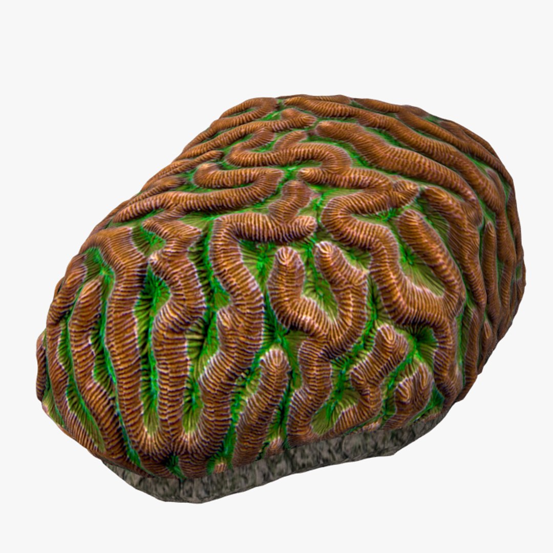 corals sun brain 3D model https://p.turbosquid.com/ts-thumb/ML/8BTIaU/wIFLXaVl/022/jpg/1519238207/1920x1080/fit_q87/8af3ae1c014921cf64060dd74f6084981c7e64bd/022.jpg