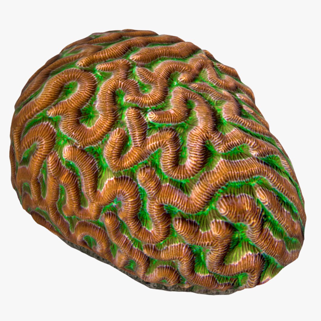 corals sun brain 3D model https://p.turbosquid.com/ts-thumb/ML/8BTIaU/xE4bvmVa/023/jpg/1519238207/1920x1080/fit_q87/39e8a3b65da955ae91ef32268bc921d80db9fc24/023.jpg