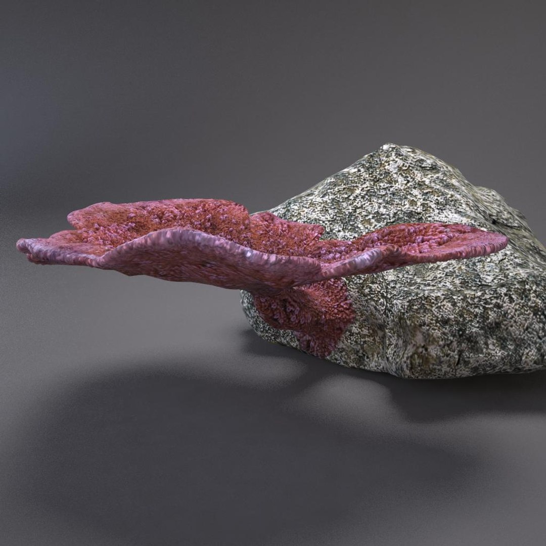 corals sun brain 3D model https://p.turbosquid.com/ts-thumb/ML/8BTIaU/xFmIJv1k/0712/jpg/1519238733/1920x1080/fit_q87/8fc24889dd8db6889aa0bc7df110db75cf3c8400/0712.jpg