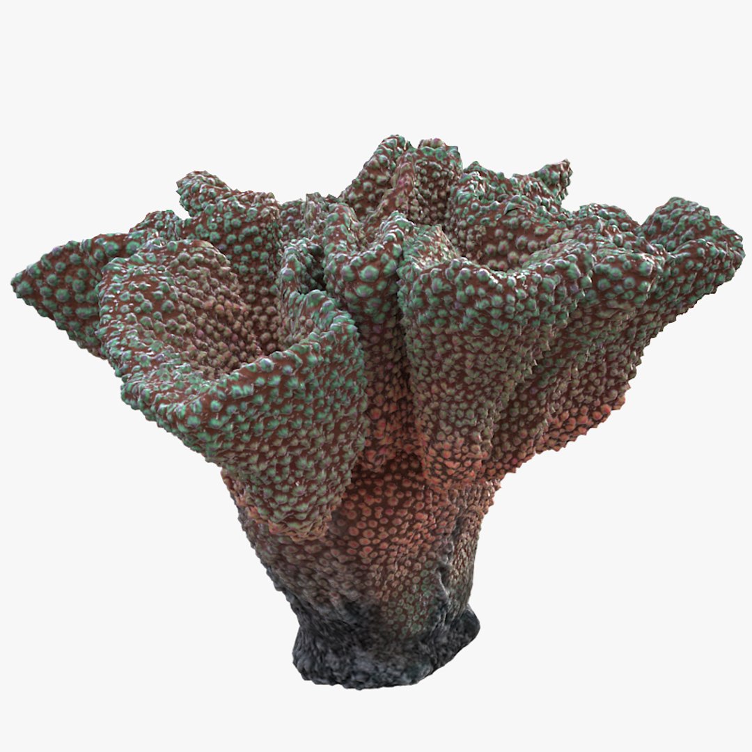 corals sun brain 3D model https://p.turbosquid.com/ts-thumb/ML/8BTIaU/y0rU4mBH/0154/jpg/1519239817/1920x1080/fit_q87/70a95f1c117d50513f23706b6698d7f705cbe98a/0154.jpg
