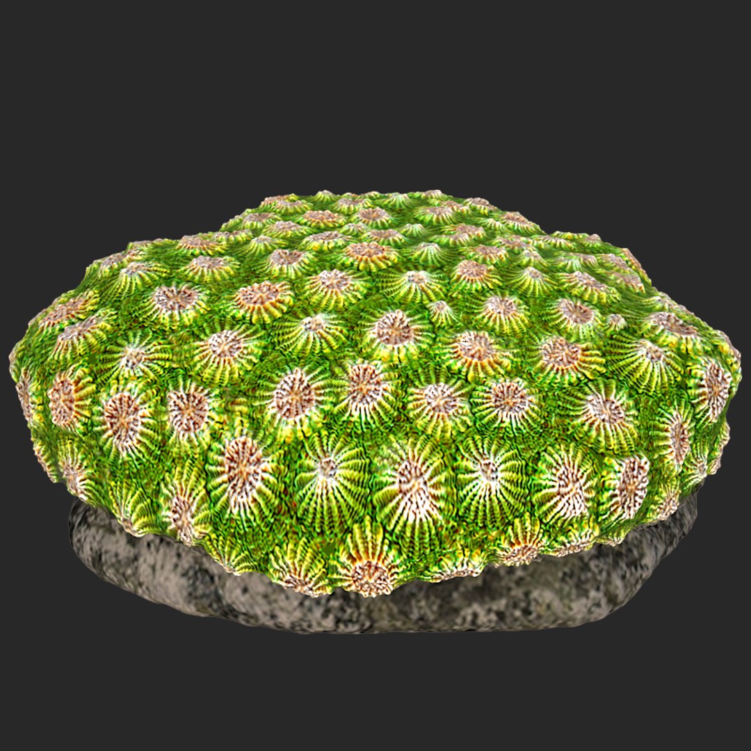 corals sun brain 3D model https://p.turbosquid.com/ts-thumb/ML/8BTIaU/yQ94lNma/01112/jpg/1519239200/1920x1080/fit_q87/04b8d99e741feaeefefe18b0b5afb41e9848c7f6/01112.jpg