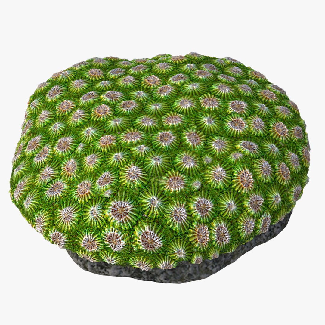 corals sun brain 3D model https://p.turbosquid.com/ts-thumb/ML/8BTIaU/ziSY5PoP/0112/jpg/1519239200/1920x1080/fit_q87/e9eccbfdaf12885f03ec06a1d1e3ec3cae5b7a34/0112.jpg