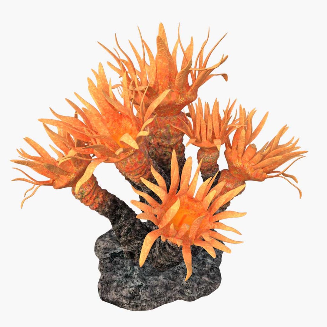 corals sun brain 3D model https://p.turbosquid.com/ts-thumb/ML/8BTIaU/zvA7AnqU/0183/jpg/1519240219/1920x1080/fit_q87/4dae2f6c771c243769ca420e4e03a0cf4abe1039/0183.jpg