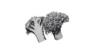 broccoli  cut 3D CT scan model 7 decimate 30percent 3D model