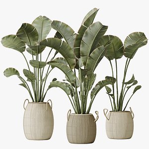 3D model AV Indoor plants set 142 Ravenala Banana Strelitzia Nicolai Bird Of Paradise